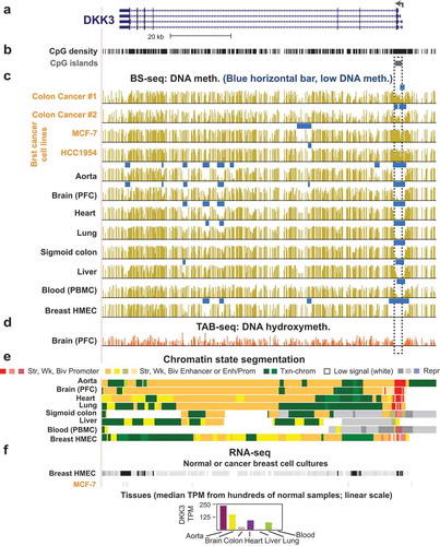 Figure 2. Illustration of cancer-associated promoter hypermethylation and tissue-specific enhancer hypomethylation that correlate with expression. (a) Isoforms of the DKK3 tumour suppressor gene, which encodes a repressor of Wnt signalling (chr11:11,981,590–12,036,438, hg19, as seen in the UCSC genome browser [Citation84]). Broken arrow, TSS; tall blue boxes, coding exons; short boxes, 5ʹ or 3ʹ non-coding exonic regions. (b) CpG density and the one CpG island (CGI) in this region. (c) DNA methylation levels from WGBS (gold bars) and regions of significantly low DNA methylation relative to the rest of the same genome (horizontal blue bars [Citation83]). (d) Publicly available genome-wide mapping of 5hmC in prefrontal cortex (PFC), as determined by TET-assisted bisulfite sequencing [Citation11]. (e) Predicted features of chromatin segments determined from histone modifications [Citation1]. Str, Wk, Biv Promoter and Str, Wk, Biv Enhancer, chromatin with the histone marks characteristic of strong (active), weak, or bivalent (poised) promoters or enhancers. Enh/Prom, chromatin with histone modifications found in both active promoters and enhancers; Txn-chrom, chromatin with the histone modification of genes actively involved in transcription; Low signal, chromatin with little or no H3 lysine-4, 9, or 27 modifications; Repr, chromatin with repressive H3 lysine-27 trimethylation. (f) RNA-seq for two cell cultures (malignant, MCF-7, vs. non-malignant breast cancer epithelial cells, HMEC) and for tissues (bar graph for median values from hundreds of normal samples [Citation110]). Orange lettering, cancer tissues or cell lines; PBMC, peripheral blood mononuclear cells; HMEC, human mammary epithelial cell cultures (untransformed); TPM, transcripts per million.