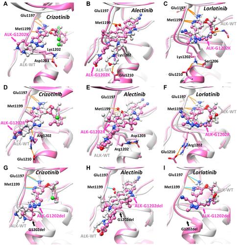 Figure 3 In silico study of wild-type and G1202-mutant ALK proteins in complex with the first-, second-, third-generation of ALK-TKIs. Comparison of the binding mode of (A) Crizotinib, (B) Alectinib, (C) Lorlatinib in the context of ALK-G1202K model (pink color) and ALK-WT crystal structure (grey color, PDB ID: 2XP2/3AOX/4CLI). Comparison of the binding mode of (D) Crizotinib, (E) Alectinib, (F) Lorlatinib in the context of ALK-G1202R model (pink color) and ALK-WT crystal structure (grey color, PDB ID: 2XP2/3AOX/4CLI). Comparison of the binding mode of (G) Crizotinib, (H) Alectinib, (I) Lorlatinib in the context of ALK-G1202del model (pink color) and ALK-WT crystal structure (grey color, PDB ID: 2XP2/3AOX/4CLI). The small-molecule drugs are depicted in ball-and-stick model, the protein structure and selected residues are represented in surface/ribbon and stick model, and the hydrogen bonding interactions are shown in orange and cyan lines.