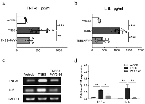 Figure 5. PYY 3–36 inhibited the production of TNF-α and IL-6 in the colons of mice with colitis. Mice treated with 50% ethanol in PBS were used as the vehicle control. Colitis was induced by TNBS (2 mg per 20 g of body weight) at day 0. After 12 and 36 h, respectively, mice received i.p. injections of 10 nM PYY 3–36. After 3 d, mice were sacrificed and the colon tissues were collected. The tissues were used for the measurement and gene expression of TNF-α and IL-6 by ELISA (a and b) or PCR (c and d). *, p < 0.05 **, P < 0.01 ***, P < 0.001 ****, P < 0.0001 versus TNBS-injected mice.