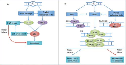 Figure 1. (A) Transduction of platinum-induced DNA damage: DNA repair or apoptosis. DNA-platinum adducts can result in DNA damage and replication fork stalling. This leads to the activation of PI3K-like kinases ATM and CHK, which induces activation of p53 resulting in cell cycle arrest or apoptosis. Cell cycle arrest and activation of ATM can initiate DAN damage repair. If the repair fails, the apoptosis will still happen. (B) Main repair pathways involved in platinum-induced DNA damage repair in breast cancer. DNA-platinum adducts can result in SSB and/or DSB breaks and stalled replication forks. MRN complex senses the DSBs and subsequently recruits ATM, which induces the following steps in error-free HR. BRCA1 and BRCA2 are main components in HR pathway. BRCA1 controls DSB resection and facilitates the transition from DSB resection to BRCA2-mediated RAD51 loading. SSBs are mainly repaired by BER pathway requiring PARP in breast cancer. FA pathway is important for replication-coupled repair of ICLs. If the repair is successful, the cancer cell will proliferate. If any part of these repair pathways changes, the repair will probably fail followed by apoptosis. Pt: platinum; CHK: checkpoint effector kinase; ATM: ataxia-telangiectasia mutated; SSB: single strand break; DSB: double strand break; BER: base excision repair; APE1: apurinic-apyrimidinic endonuclease 1; PARP: poly (ADP-ribose) polymerase; MRN: MRE11–RAD50–NBS1 complex; PALB2: partner and localizer of BRCA2; FA: Fanconi anaemia.