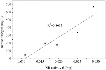 Figure 5. Correlation of NR activity and usage of nitrate nitrogen. Note: NR activity is expressed as micromoles of NADH oxidized per minute per milligram of protein.