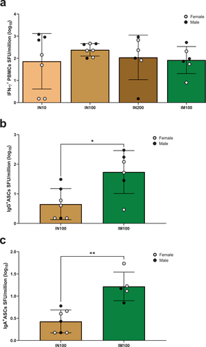 Figure 5. LecA vaccine generated systemic recall responses for T and B cells. (a) LecA-specific IFN-γ+ T cell response. Fresh PBMCs were isolated from blood collected at approximately Week 41 (see Figure 1) and stimulated for 48 h with purified recombinant LecA protein in triplicate. Stimulation using anti-CD3 antibodies was used as a positive control, and unstimulated cells were used as a negative control. Spots were counted and expressed as spot forming units (SFU) per million after log-transforming the data. Background signal from unstimulated wells was subtracted and was typically <100 SFU/million. See also Supplementary Figure 1 (b–c) LecA-specific long-term IgG and IgA antibody-secreting cell (ASC) responses in both intranasal and intramuscular regimens. ELISpot assay was used to compare antibody-secreting BMEM between intranasal and intramuscular regimens. PBMCs were isolated from blood collected at the Week 14 time point and activated with B cell activator (R848/IL-2) for 72 h. All cells were then cultured in triplicate on LecA-coated plates for an additional 16–24 h. Pre-immunization PBMCs from the same animals were used to measure baseline response, which was subtracted from the test readings. Spots were developed, counted, and plotted as SFU per million after log-transforming the data. (b) LecA-specific IgG-secreting BMEM, (c) LecA-specific IgA-secreting BMEM. One animal in the IM100 group did not have enough cells. The Mann–Whitney test was used in GraphPad Prism to compare groups. Data are represented as mean ± SD. *p < .05, **p < .01.