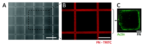 Figure 2. (A) Optical image of the PDMS stampcil (scale bar: 1 mm). (B) Fibronectin network (in red) patterned with the stampcil. Scale bar: 500 μm. (C) Fluorescent image after releasing the stampcil of 1 cavity filled with cells and stained for actin (in green). Scale bar: 200 μm.