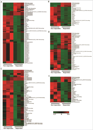 Figure 1. Differential genomic signatures in PBMCs between the non-responder and responder groups at 5 time points. (A-E) PBMCs from 3 participants of each group was conducted tanscriptome analysis at 5 time points, i.e. pre-vaccination, 3rd, 7th, 28th day post the first dose vaccination and 7th day post the second dose vaccination. DEGs exhibited significant differences (Fold Change ≥2.0 and p-value <0.05) between the two groups at all time points. Transcript expressions were transformed to z-score and depicted in green to black to red color scale.