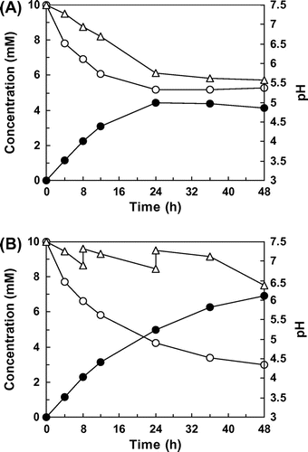 Fig. 6. Production of PHS on a flask scale.