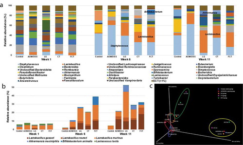 Figure 5. Effects on changes of gut microbiota composition in mice by treatment of AOM/DSS and administration of L. gasseri 505 (LG), C. tricuspidata leaf extract (CT), and fermented CT by L. gasseri 505 (FCT). (a) Compositional analysis of mouse gut microbiota in the groups at Weeks 1, 6, and 11 using 16 S rRNA full sequencing. (b) Compositional analysis of representative beneficial bacteria in mouse gut, Lactobacillus, Bifidobacterium, Akkermansia, and Lactococcus at Week 1, 6, and 11. (c) Principle coordinates analysis (PCoA) plot of the groups at Weeks 1, 6, and 11 with the weighted Unifrac distance matrix.