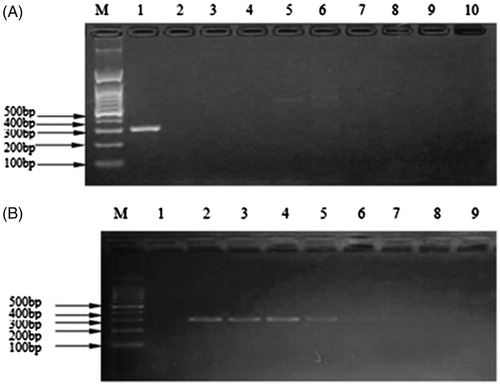 Figure 1. Evaluation of specificity and sensitivity on the kit. (A) Agarose gel electrophoretogram of specificity experiment for Martes zibellina and Mustela vison tissues mixture detected by the kit. M: DNA Marker; 1: Martes zibellina and Mustela vison tissues; 2: beef; 3: lamb; 4: pork; 5: donkey; 6: deer; 7: chicken; 8: duck; 9: fox; 10: negative control. (B) Agarose gel electrophoretogram for the sensibility experiment of the kit. M: Marker; 1: negative control; 2: 100 ng/μL; 3: 10 ng/μL; 4: 1 ng/μL; 5: 0.1 ng/μL; 6: 0.01 ng/μL; 7: 0.001 ng/μL; 8: 0.0001 ng/μL; 9: 0.00001 ng/μL.