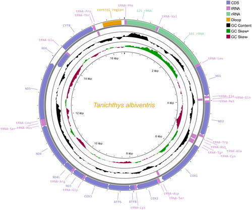Figure 2. Circular map of the mitogenome of T. albiventris.
