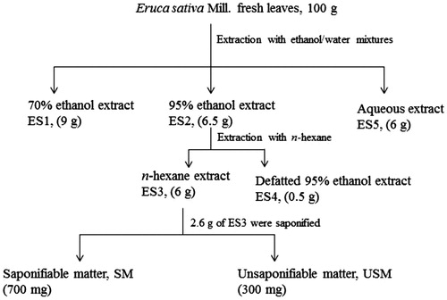 Figure 1. Preparation of E. sativa extracts and the phytochemical fractionation of the active n-hexane extract. Values in parentheses represent the yield of the different extracts and fractions.
