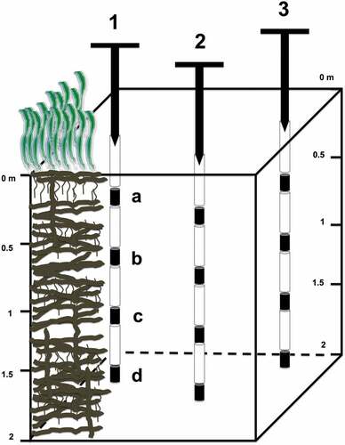 Figure 2. Schematic representation of core sampling in the P. oceanica matte.