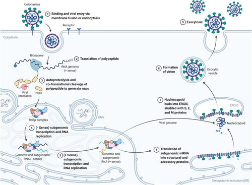 Figure 3. SARS-CoV-2 life cycle. (Adapted from ‘Life Cycle of Coronavirus', by BioRender, August 2020, retrieved from https://app.biorender.com/biorender-templates/ Copyright 2021 by BioRender.)