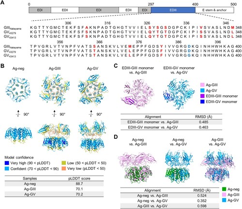 Figure 3. Prediction of 3D structure of vaccine antigens. (A) Sequence alignment of the EDIII amino acid residues from GIII Nakayama, GV 43279, and GV 43413 JEV strains. (B) Predicted 3D structures of antigens with model confidence represented in a colour spectrum. Model confidence was evaluated using the pLDDT score. (C) RMSD-based 3D alignment of predicted EDIII monomers with pentameric vaccine antigen structures. Superimposition is depicted in contrasting colours for clarity. (D) Comparative 3D alignment of predicted structures among vaccine antigens.