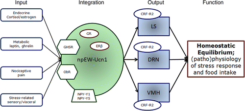 Figure 1.  The proposed model. CRF-R2, corticotrophin-releasing factor receptor type 2; DRN, dorsal raphe nucleus; GHSR, ghrelin receptor; GR, glucocorticoid receptor; ERβ, estrogen receptor β; LS, lateral septal nucleus; NPY-Y1 and Y5, neuropeptide Y receptor Y1 and Y5; ObR, leptin receptor; VMH, ventromedial hypothalamic nucleus.