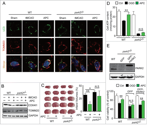 Figure 5. PARK2 is required for APC-induced activation of mitophagy and neuroprotection. Wild-type or park2−/− mice were subjected to 1-h MCAO and then treated by inhaling 20% CO2 for 5 min at 5 min after reperfusion. (A) APC-activated mitophagy at 3 h after the onset of reperfusion was visualized using the autophagosome marker LC3 (green, upper panels) and the mitochondrial marker TOMM20 (red, lower panels). Nuclei were stained with DAPI. (B) COX4I1 and TOMM20 levels were determined by western blot at 6 h after the onset of reperfusion. n = 3 for each group. (C) Infarct volumes were quantified by TTC staining at 24 h after surgery. n = 6 for each group. (D) Primary cultured neurons were subjected to 2-h OGD, and treated with acidosis for 15 min at 5 min after the onset of reperfusion. ATP levels in cellular supernatants were determined at 24 h after the onset of reperfusion. n = 3 for each group. (E) Primary cultured neurons were transfected with AAV-GFP-PARK2 in advance. The neurons were then treated as described in (D). The PARK2 level in wild-type, park2−/− and park2−/− with GFP-PARK2 neurons was measured by western blot (left panel). Cell viability was examined by MTT assay after 24 h of reperfusion (right panel). n = 3 for each group. Data are expressed as mean ± SD. * P < 0.05 and ** P < 0.01 vs. the indicated groups. N.S., not statistically significant.