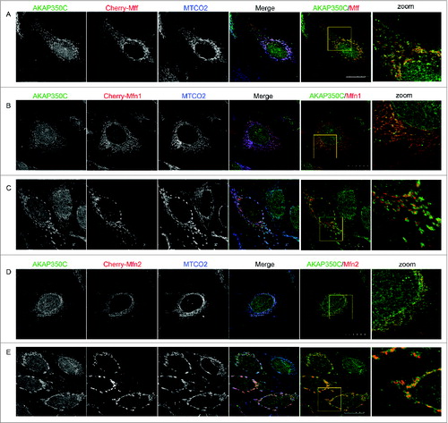 Figure 6. Endogenous AKAP350C co-localizes with overexpressed fission/fusion proteins (Mff/Mitofusins). HeLa cells were transfected with either Cherry-Mff (A), Cherry-Mfn1 (B, C), or Cherry-Mfn2 (D, E) and dual-stained for endogenous AKAP350C (green) and mitochondria marker MTCO2 (blue). Note, that higher levels of expression of mitofusins ((C) and (E) for Mfn1 and Mfn2, respectively) alter the pattern of endogenous AKAP350C staining. The degree of co-localization between endogenous AKAP (green) and overexpressed Mff/Mfn1/Mfn2 (red) were quantified using Pearson's Correlation Coefficient (PCC). PCCs were determined using JACOP plug-in of ImageJ software. PCC: (A) 0.918; (B) 0.908; (C) 0.920; (D) 0.938; (E) 0.880. (Scale bars: 20 μm).