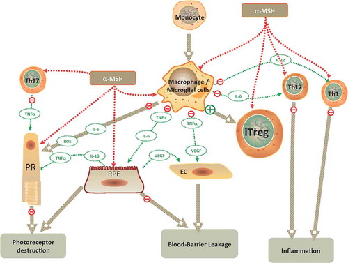 FIGURE 3. Effects of α-MSH on uveitis and retinal cell health. Therapeutic application of α-MSH has the potential to suppress inflammation, induce immune tolerance, and promote retinal cell survival (see text). α-MSH can directly influence immune cells through their expression of melanocortin receptors to suppress activation of effector T cells (Th1, Th17 cells), while promoting iTreg cell activation. In macrophages, α-MSH suppresses production of proinflammatory cytokines and promotes antigen presenting activity that converts effector T cells into functional iTreg cells. In addition, RPE and photoreceptors express melanocortin receptors through which α-MSH promotes cell survival. EC, endothelial cell; IL-1β, -6, -12; interleukin-1beta, -6, -12; iTreg: inducible Treg cells; RPE, retinal pigment epithelial cells; PR, photoreceptor cell; ROS, reactive oxygen species; Th: T helper cells; TNFα; tumor necrosis factor-alpha; VEGF, vascular endothelial growth factor.
