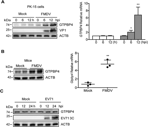 Figure 4. FMDV infection promotes the expression of GTPBP4. (A) PK-15 cells were mock-infected and infected with FMDV (MOI 0.1) for 0, 6, and 12 h. The expression of GTPBP4 protein and mRNA was detected by western blotting and qPCR, respectively. (B) the three-day-old WT mice were subcutaneously inoculated with or without FMDV (108 TCID50) for 2 d. The expression of Gtpbp4 protein and mRNA in the mice carcasses without the head, tail, limbs, and viscera was detected by western blotting and qPCR, respectively. (C) HT-29 cells were mock-infected or infected with EV71 (MOI 1) for 0, 12, and 24 h. The abundance of GTPBP4 protein was determined by western blotting.