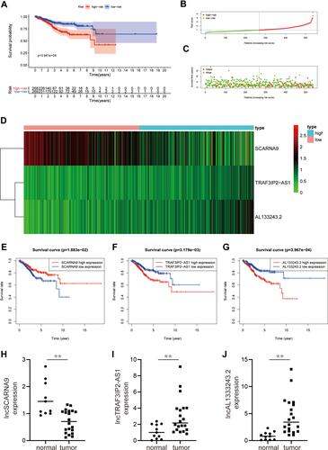 Figure 2 Survival analysis of the three m6A-related prognostic lncRNA. (A) A survival curve based on risk scores of EC. (B and C) Risk score distribution and survival status of patients with EC. (D) Hierarchical clustering of three m6A-related lncRNAs expression levels based on risk scores. (E–G) KM curves illustrating the relationship between different expression levels of three m6A-related lncRNAs and overall survival. (H–J) The expression level of lncRNAs (SCARNA9, TRAF3IP2-AS1, and AL133243.2) were demonstrated by q-PCR. **p < 0.01.