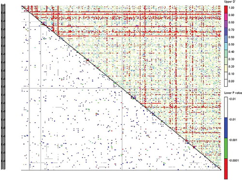 Figure 4. LD plot generated by SSR marker pairs. The upper diagonal shows the linkage disequilibrium rates (D′) among each pair of markers. The lower diagonal shows the levels of significance between each pair of markers.