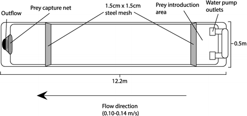 Figure 1. Diagram of experimental raceways used in predation trials.