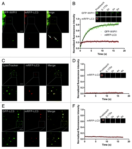 Figure 2. FRAP analysis of the dynamic exchange of LC3 in early autophagic structures and mature autolysosomes. (A and B) HeLa cells coexpressing GFP-WIPI1 and mRFP-LC3 were starved in HBSS for 2 h. The GFP-WIPI1+/mRFP-LC3+ vesicles (arrows) were subjected to two-color FRAP analysis. The recovery kinetics of GFP-WIPI1 and mRFP-LC3 in the autophagosomes are shown in the graph (B). Error bars: the standard error of the mean (s.e.m.) with n = 18. (C and D) HeLa cells expressing mRFP-LC3 were starved for 1.5 h and then stained with 100 nM LysoTracker Green for 30 min. mRFP-LC3 puncta positive for the LysoTracker Green signal were subjected to FRAP analysis. The recovery kinetics of mRFP-LC3 in autolysosomes are shown in graph (D). Error bars: s.e.m. with n = 15. (E and F) HeLa cells were cotransfected with GFP-LC3 and mRFP-LC3 for 24 h and then treated with 50 mM NH4Cl for 1.5 h. The mRFP-LC3 puncta were subjected to FRAP analysis. The recovery kinetics of mRFP signal in autolysosomes are shown in graph (F). Error bars: s.e.m. with n = 8. The inset images in (B–F) are the representative FRAP images. For all FRAP analysis, the puncta were outlined (white circle) and the intensities were extracted. Scale bars: 5 μm. Photobleaching box size: 2.691 μm × 2.691 μm.