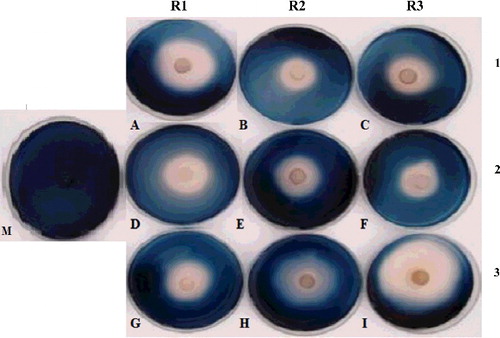 Figure 6. Plate inhibition assay showing the growth of M. phaseolina (denoted by dark areas) inhibited by the β-glucosidase (halo zone) extracted from T. harzianum.