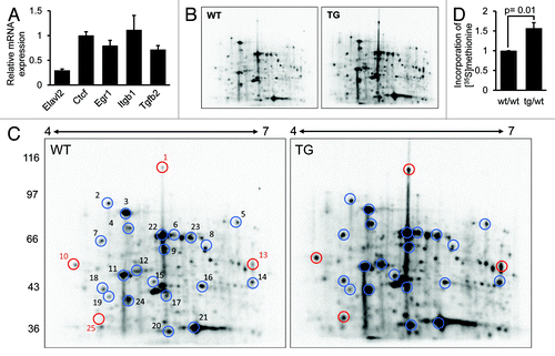 Figure 7.Elavl2 knockdown enhances translation in fully grown GV oocytes. (A) The mRNA stability of 4 previously identified ELAVL2 targets stays unchanged in TG vs. WT oocytes. The graph represents relative mRNA expression normalized to Hprt1 mRNA measured by RT-PCR (mean ± s.e.m, n = 2). Elavl2 mRNA is a control of knockdown efficiency. (B) Images of 2-dimensional (2D) electrophoresis. (C) The graph represents total [35S]methionine incorporation measured by trichloracetic acid (TCA) precipitation (mean ± s.e.m, n = 2, t test). (D) 2D electrophoresis shows [35S]methinone incorporation into proteins in WT and TG fully grown GV oocytes. The intensity ratio between the total pixel volumes of the entire gel of TG vs. WT oocytes is 1.9 and corresponds to the average increase of spot intensity in the TG sample. All 25 selected spots are presented in a Table 1 and those with relative intensity change in TG sample higher than 2.85 (1.5× above the average difference) are highlighted in red. These spots represent putative primary targets of ELAVL2. The experiment was been performed twice with a similar result.