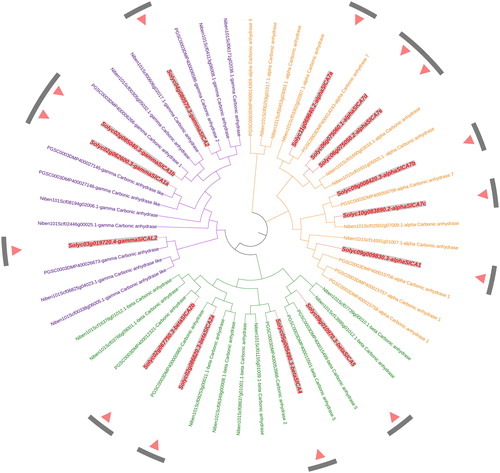 Figure 5. An unrooted phylogenetic tree of carbonic anhydrase protein sequences in tomato, potato, and tobacco. Note: The phylogenetic tree was constructed with MEGA X software using the Maximum Likelihood method according to the JTT matrix-based model. The α, β, and γ clades are shown in orange, green, and purple, respectively. All the Solanum lycopersicum carbonic anhydrase (SlCA) proteins are shown in red.