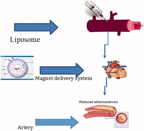 Figure 5. Liposome and magnet nanoparticle as a drug delivery system vehicle to the heart are shown.