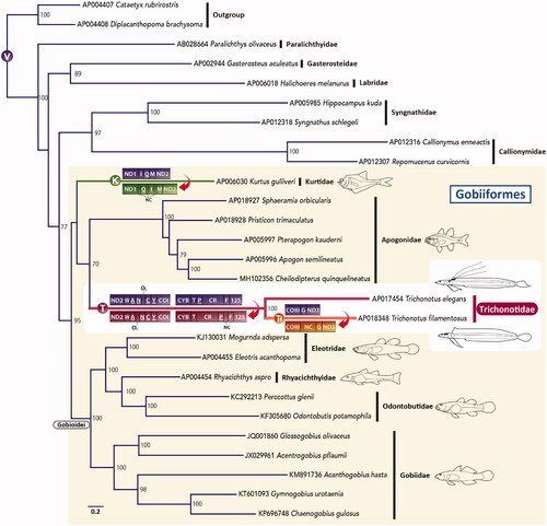 Figure 1. An ML phylogenetic tree was inferred using the program RAxML (Stamatakis Citation2014) and the timing of gene rearrangements in each mitogenome. Accession numbers are indicated before the species names. Bootstrap values above 50% were shown at each node. The analysis was conducted on a data matrix (10,767 positions), including the concatenated nucleotide sequences of protein-coding genes in the mitogenomes, except the ND6 gene. Gene sequences were aligned individually using the online version of MAFFT (http://mafft.cbrc.jp/alignment/server/. ; Katoh and Standley Citation2013), and ambiguous regions were trimmed using the online version of Gblocks with the least stringent settings (http://molevol.cmima.csic.es/castresana/Gblocks_server.html. ; Castresana Citation2000). The optimal partition model was determined using PartitionFinder version 2 (Lanfear et al. Citation2017). Rapid bootstrap analyses were conducted with 1000 replications. Partitioned ML analyses were performed with RAxML-GUI version 2.0.1 (Edler et al. Citation2021) using the GTRGAMMAI nucleotide substitution model. Circled V, K, T, and Tf represent the gene order of typical vertebrates, Kurtus, trichonotids, and T. filamentous, respectively. tRNA genes are designated by single-letter amino acid codes. 12S, 12S rRNA gene; COI and COIII, cytochrome c oxidase subunits I and III genes, respectively; CR, putative control region; Cyt b, cytochrome b gene; NC, noncoding sequences; ND1–3, NADH dehydrogenase subunit 1–3 genes, respectively; OL, the origin of L-strand replication.