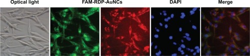 Figure 3 Cellular uptake of FAM-RDP-AuNCs in gliomas cell lines (U87) after 8 hours’ incubation. Nuclei were stained with 4′,6-diamidino-2-phenylindole (DAPI).Abbreviations: AuNCs, gold nanoclusters; FAM, carboxyfluorescein; RDP, rabies virus glycoprotein derived peptide.