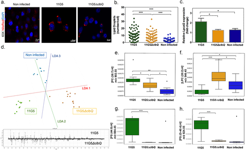 Figure 4. Bacterial colibactin leads to lipid droplet accumulation in human colon cancer cells. (a) Representative image of Nile red staining (×63 magnification, scale bar = 10 µm) using HCT116 cells. Nuclei (DAPI – blue), lipid droplet (red). (b) Lipid droplet quantification (300 cells) under different bacterial infections: CoPEC 11G5 strain, isogenic mutant 11G5ΔclbQ strain and negative control (NC, non-infected). (c) MC38 cells were infected with the 11G5 strain or the 111G5ΔclbQ and were analyzed 5 days post-infection. Lpcat2 mRNA levels from MC38 cells were quantified using qRT-PCR. (d) The built PCA-LDA classification model is based on three groups: HCT116 cells infected with CoPEC strain (11G5), a mutant strain that does not produce CoPEC (11G5∆clbQ) and non-infected (negative control). Representative m/z chromatograms. (e – h) graphs with the intensity of PC, LPC and PS differentially expressed under the conditions studied.