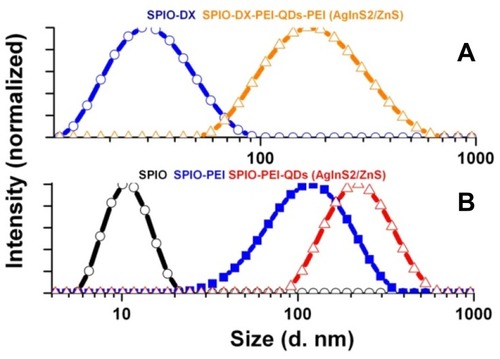 Figure 3 The hydrodynamic diameter of hybrid NPs at different stages of assembly using SPIO NPs synthesized in aqueous solution (A), oleylamine (B).