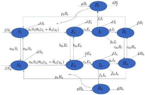 Figure 4. Flow diagram for the risk-structured model. Solid lines represent flow between compartments, the straight dashed line represents the infectious class shedding pathogen into the environment and the curved dashed line represents the source of infections resulting from susceptibles interacting with the pathogen.