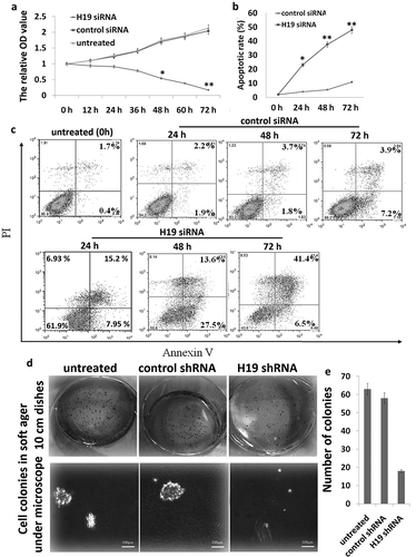 Figure 1. Targeting H19 in 8505C cells in vitro. (a) Cell index curve of proliferation through cell counting 8505C. (b,c) The apoptotic rate of 8505C cells was detected by FITC-annexin V labeling and flow cytometric analysis; (d) colony morphology; (e) efficiency of colony formation. *p < 0.05; **p < 0.01 compared with the control group.