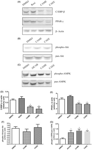 Figure 4. CAME and CAEE inhibit C/EBP-β and PPAR-γ protein expression through mechanisms implicating AMPK pathway. Shown are representative blots of 3T3-adipocytes treated with the maximum nontoxic concentration (100 μM) of either CAME or CAEE. Blots are probed with antibodies against C/EBP-β, PPAR-γ, β-actin (A), phospho-Akt and pan-Akt (B) or phospho-AMPK and pan-AMPK (C). All values are mean ± SE from three independent experiments. *Indicates a significant (p ≤ 0.05) difference from the vehicle control group. Data are expressed as C/EBP-β/β-actin (D), PPAR-γ/β-actin (E), phospho-Akt/pan-Akt (F) and phospho-AMPK/pan-AMPK (G). Rosi: rosiglitazone.