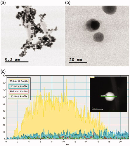 Figure 4. (a) TEM of Mf@A, (b) HRTEM of Mf@A which consists of very thin Au shell (3–4 nm) and a magnetic core, (c) core–shell confirmation by line mapping showing the presence of all elements (inset: scan survey of nanoparticle). HRTEM: high resolution transmission electron microscopy; Mf: manganese ferrite; Mf@A: MnFe2O4@Au nanoparticles.