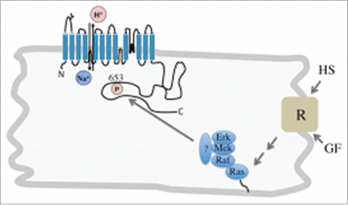 Figure 1. Hypothetical model of NHE1 activation in cardiomyocytes by growth factors (GF) or hypertrophic stimuli (HS). Either form of stimulation act through activation of receptor tyrosine kinases which work through multistep pathways to activate a MAPK interactome. This complex may bind through an unknown docking or scaffolding protein (?) to the NHE1 C-terminus and activate NHE1 through phosphorylation.