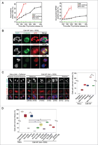 Figure 2. Mitotic entry and aberrant mitosis in damaged Cdk1AF cells. (A) HeLa Tet-ON and HeLa Tet-ON Cdk1AF cells were synchronised as described in Figure 1B. After the release from thymidine arrest, HeLa Tet-ON Cdk1AF cells were treated with Adriamycin in the presence doxycycline (Adr+Dox), while HeLa Tet-ON cells were treated with Adriamycin (Adr) or Adriamycin and Caffeine (Adr+Caffeine) as controls. The cells were trapped in mitosis with nocodazole treatment as described in Figure 1B. Mitotic cells were harvested by shake-off at indicated time points from the same plates and were analyzed by FACS (Materials and Methods). The shake-off cell numbers were counted and cumulative mitotic cell numbers were plotted (left panel) as a ratio of mitotic cells to all viable cells collected (both floating and attached) by the end of experiment at T=24 h or T=45 h. Three independent experiments were performed. Samples from the same experiment were also subjected to MPM2-FACS analysis. Percentages of accumulative MPM2 positive cells are shown in the right panel. (B) Representative Immunofluorescence micrographs indicating mitotic hallmarks exhibited by HeLa Tet-ON Cdk1AF cells with DNA damage (synchronised and treated as described in Figure 1B). After 4 h exposure to Adriamycin, damaged Cdk1AF cells began entering mitosis asynchronously. Immunofluorescence staining for mitotic spindles (β-tubulin, green), condensed chromosomes (pH3, red); cyclin B (red); lamin A/C (green) and Giantin (red) are shown. Scale bar represents 5 μm. (C) Synchronised HeLa Tet-ON and HeLa Tet-ON Cdk1AF cells were treated as described in Figure 1B. HeLa Tet-ON cells treated with Adriamycin and caffeine (Adr+caffeine) or HeLa Tet-ON Cdk1AF cells treated with Adriamycin and doxycycline (Adr+DOX) were collected at T=16 and stained for DNA (DAPI, blue), kinetochores (ACA, green) and mitotic spindles (β-tubulin, red). Representative images are shown in the left panel. White arrows indicate prematurely decondensed chromosomes in metaphase, white arrowheads indicate chromosomes trapped in the cleavage furrow in late anaphase and telophase, and yellow arrows indicate fragmented chromatin in metaphase. The numbers (aberrant cells/total cells) indicate the frequency of occurrence of aberrant mitotic phenotypes in one experiment. Box plot (right panel) shows the quantification of aberrant mitotic figures. Cells in metaphase, anaphase and telophase/cytokinesis were scored according to chromosomal and kinetochore status/alignment/segregation, and collated. * indicates p<0 .005. Error bars represent 95% confidence intervals (CI). A total of 200 cells were counted for each condition in 3 independent experiments. (D) To inhibit ATR or Chk2, asynchronous HeLa Tet-ON Cdk1AF cells were transfected with siATR or siChk2 4 h prior to the synchronisation as described in Figure 1B respectively, then released and treated with Adr+DOX. To inhibit ATM, synchronised HeLa Tet-ON Cdk1AF cells were treated with KU-55933 4 h after release from thymidine. To inhibit Chk1, synchronised HeLa Tet-ON Cdk1AF cells were treated with PF477736 4 h after release from thymidine. Adr and DOX were added as described in Figure 1B. Cells were collected for vizualization and quantification of aberrant mitosis. Box plot shows rescuing of aberrant mitosis in damaged Cdk1AF cells by siRNA targeting ATR (siATR) and KU-55933 (ATM inhibitor). A total of 200 cells were counted for each condition in 3 independent experiments. * indicates p < 0 .005. Error bars represent 95% confidence intervals (CI).