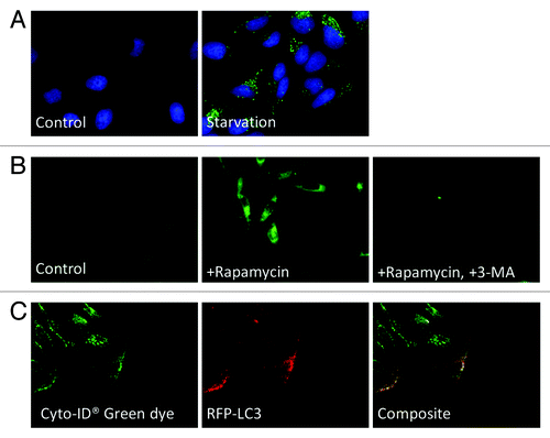 Figure 3. Fluorescence microscopy images of autophagy-induced HeLa cells. (A) HeLa cells were incubated in EMEM (normal) or EBSS (minimal) medium at 37°C for 1 h. Following the incubation, both starved and control cells were stained with Cyto-ID® Green autophagy dye and Hoechst 33342 (pseudo color green and blue). A clear increase in green fluorescence was observed in nutrient-starved HeLa cells. Importantly, little to no staining of lysosomes in the control cells was observed. (B) HeLa cells were incubated in EMEM medium with 3 µM of rapamycin in the presence or absence of 10 mM of 3-MA at 37°C overnight. After overnight incubation, the cells were stained with Cyto-ID® Green autophagy dye. The rapamycin-induced accumulation of the dye was noticeably inhibited by the presence of 3-MA. (C) Transfected HeLa cells expressing RFP-LC3 (pseudo color red) were treated with 10 µM tamoxifen at 37°C overnight. After overnight incubation, the cells were stained with Cyto-ID® Green autophagy dye. The accumulation of green fluorescence mostly colocalized with the RFP-LC3 protein signal, indicating the specificity for autophagy detection.
