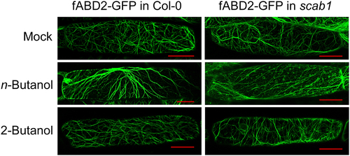 Figure 3. Confocal images of fABD2-GFP-labeled microfilaments (MFs) in hypocotyl epidermal cells in the wild type (Col-0) or scab1 background. Six-day-old transgenic fABD2-GFP/Col-0 and fABD2-GFP/scab1 seedlings were treated in liquid MS medium with (top) or without (middle) 0.4% (v/v) n-butanol for 24 h. MS medium with 0.4% (v/v) 2-butanol (bottom) was used as a control. Scale bars, 25 μm.