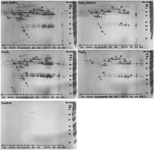 Figure 6. Identified nanoparticle-binding proteins. A final concentration of 2 mg/mL of Co3O4, Fe2O3, CeOx:Gd5% and CeOx:Gd14% nanoparticles were incubated with 10% plasma for 1 hour prior to analysis of nanoparticle-binding proteins by two-dimensional gel electrophoresis. A plasma incubation without nanoparticles was used as control. Gels were silver stained and dominating protein spots identified using MALDI-TOF MS as seen in Table 2.