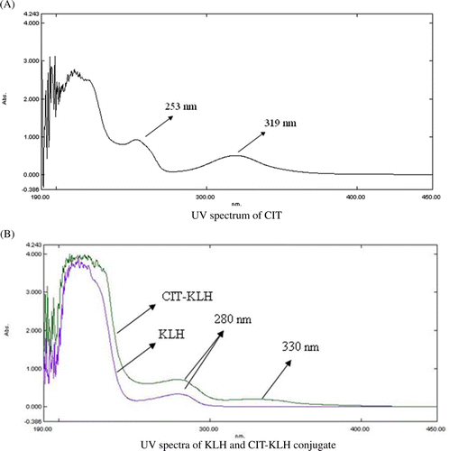 Figure 3.  UV spectra of CIT, KLH and CIT–KLH conjugate. (A) UV spectrum of CIT. (B) UV spectra of KLH and CIT–KLH conjugate