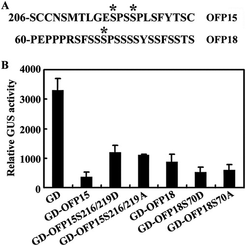 Figure 5. Effects of amino acid substitution of the putative MAPK phosphorylation sites on the transcriptional activity of OFP15 and OFP18. (A) Putative MAPK phosphorylation sites in OFP15 and OFP18. Stars indicate the putative phosphorylation sites. (B) Transcriptional activities of putative phosphorylation sites substituted OFP15 and OFP18. Plasmid DNA of the LexA-Gal4:GUS reporter, transcription activator LD-VP and corresponding OFP effector was co-transfected into protoplasts, the transfected protoplasts were incubated at room temperature under darkness for 20–22 h, and then GUS activity was measured by using a SynergyTM HT fluorescence microplate reader (BioTEK). Data represent the mean ± SD of three repeats. The experiment was repeated three times with similar results.