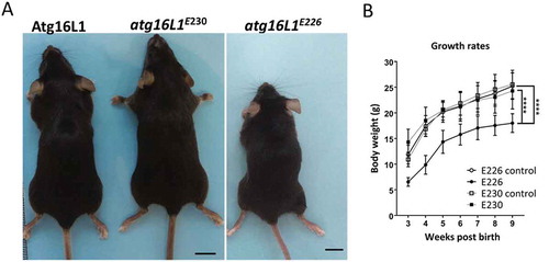 Figure 4. Phenotype of atg16l1E226 and atg16l1E230 mice. (A) Representative pictures of mice at ~2 months of age (scale bar: 1 cm). (B) Body weight of mice and littermate controls fed on chow diet. Mice were weighed at the indicted times and each point is generated from at least 6 individuals (n = 11 and 6 for E230 (atg16l1E230) and control, respectively; n = 11 and 8 for E226 (atg16l1E226) and control, respectively. Statistical analysis was done by unpaired t test. Error bars represents ±SEM. ****-P < 0.0001.