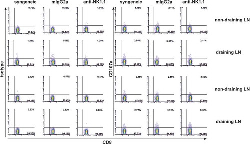 Figure 7. NK cell depletion increases donor alloantigen specific CD8+ T cells expressing CD107a.At the time of rejection initiation in NK-cell depleted mice, 1.5 × 10Citation5 cells from non-draining and draining pLNs (axillar and brachial) were isolated from syngeneic or allogeneic bm1 skin grafted treated either with isotype control or anti-NK1.1 antibody. Then, syngeneic and allogeneic lymphocytes were re-stimulated in vitro with 0.5 × 10Citation5 allogeneic syngeneic control and bm1 allogeneic mature BM-DC per well for 1 hour in the presence of PE-conjugated isotype control or PE-conjugated anti-CD107a mAb. Finally, the Golgi plug monensin was added and incubated 4 more hours. This figure is a representative experiment of two performed with similar results using one mouse/experimental group/experiment.