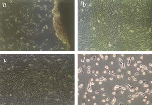Figure 1. Morphology of Landrace Ear Marginal fibroblasts. (a) Primary Cells (100×3.3); (b) Subcultured Cells (100×3.3); (c) Fibroblasts before cryopreservation (100×3.3); (d) Fibroblasts after recovery at 12 h (100×3.3).