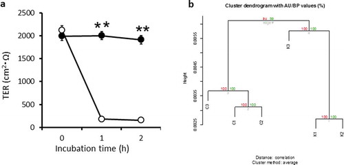 Figure 1. Transepithelial electrical resistance (TER) in a Caco-2 cell monolayer, and heatmap of the differentially expressed genes as identified by microarray data.