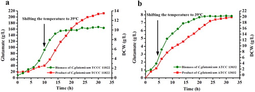 Figure 1. Temperature-triggered L-glutamate fermentation in 5 L bioreactor by (a) C. glutamicum TCCC 11822 and (b) C. glutamicum ATCC 13032.