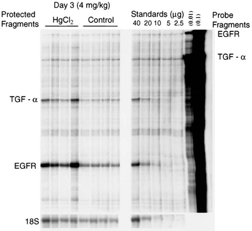 Figure 3A. Gel of the probes and protected fragments for TGF-α and the EGF receptor 3 days following vehicle injection or HgCl2 4 mg/kg. A standard curve was prepared from normal rat kidneys; 18S was hybridized as well in these assays.